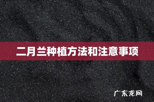 二月兰种植方法和注意事项