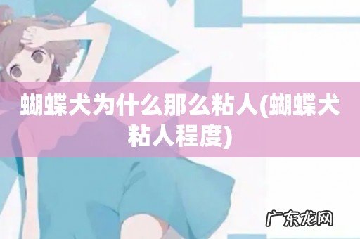 蝴蝶犬粘人程度 蝴蝶犬为什么那么粘人