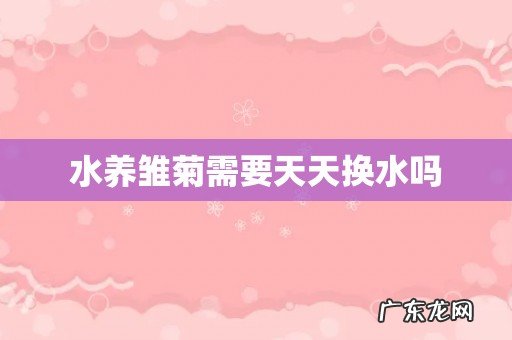 水养雏菊需要天天换水吗