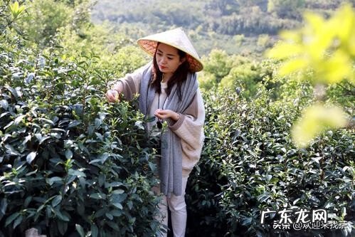 碧螺春茶叶特点 碧螺春茶叶