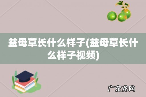 益母草长什么样子视频 益母草长什么样子
