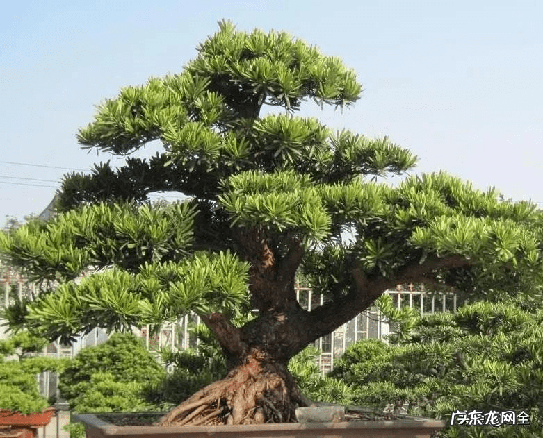 十大风水树 四大风水树是什么树