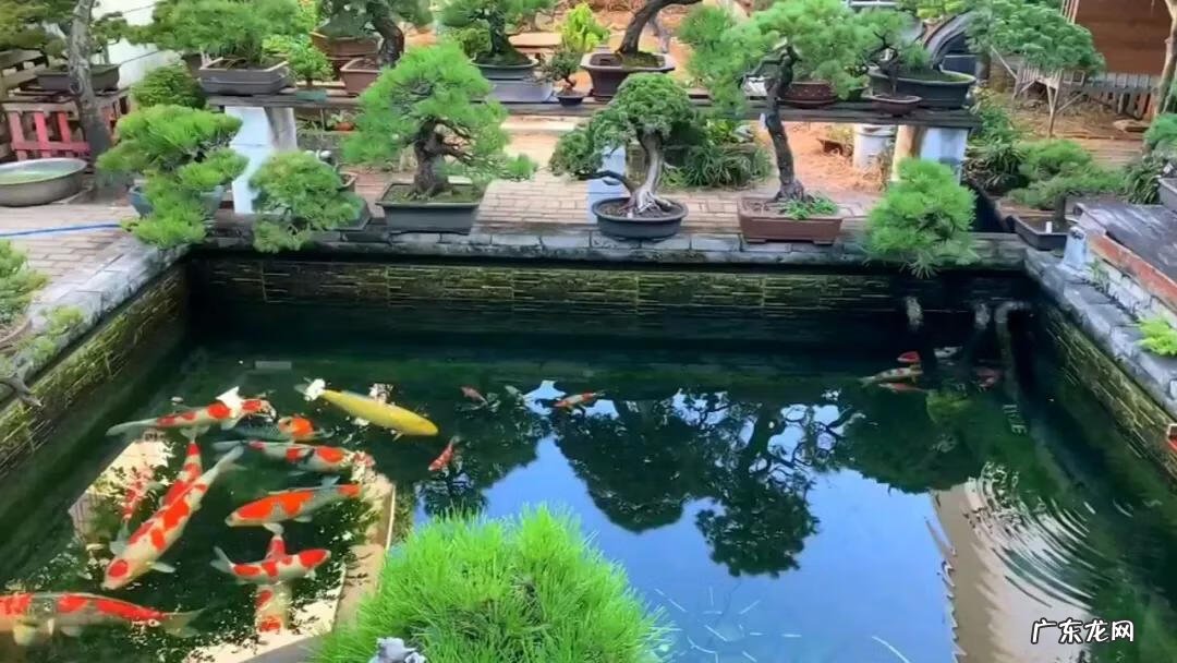 西南方有鱼池假山好吗 五十平米小院鱼池靠南风水好不好