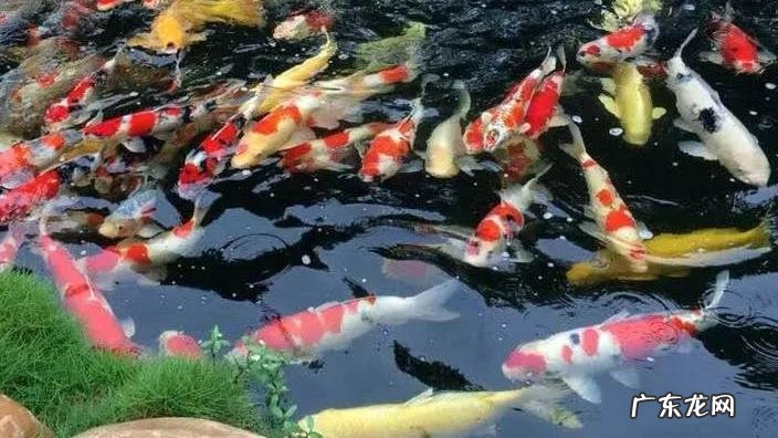 西南方有鱼池假山好吗 五十平米小院鱼池靠南风水好不好