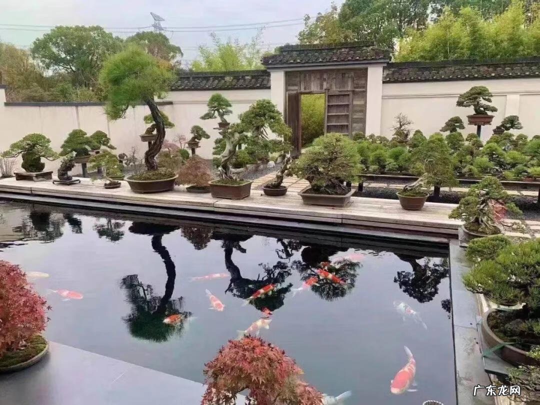 西南方有鱼池假山好吗 五十平米小院鱼池靠南风水好不好