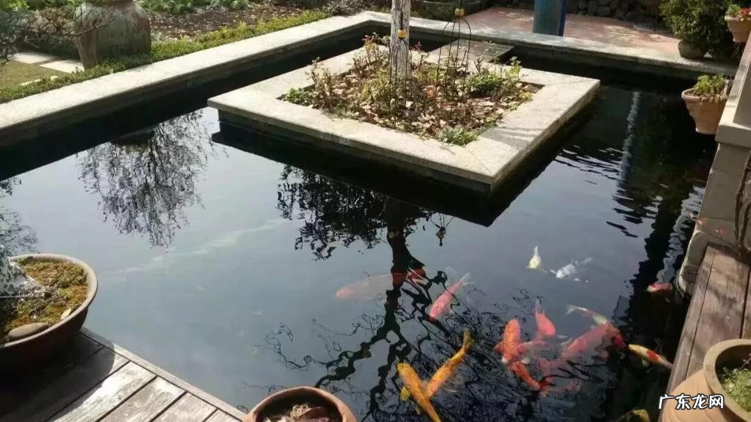 西南方有鱼池假山好吗 五十平米小院鱼池靠南风水好不好