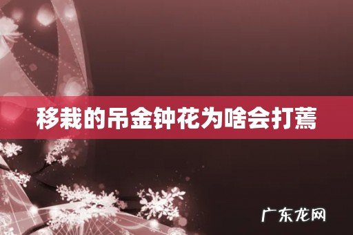 移栽的吊金钟花为啥会打蔫