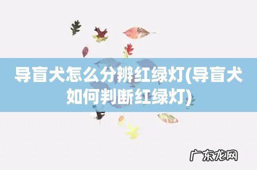 导盲犬如何判断红绿灯 导盲犬怎么分辨红绿灯