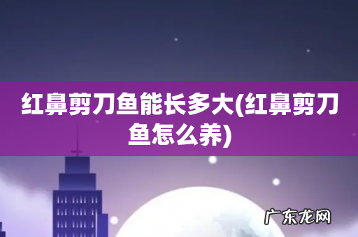 红鼻剪刀鱼怎么养 红鼻剪刀鱼能长多大