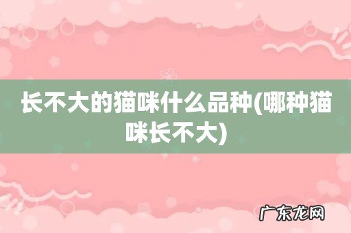 哪种猫咪长不大 长不大的猫咪什么品种