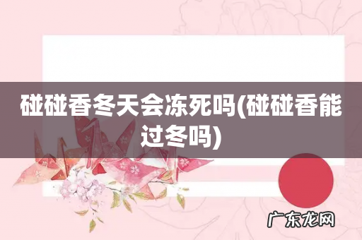 碰碰香能过冬吗 碰碰香冬天会冻死吗