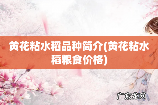 黄花粘水稻粮食价格 黄花粘水稻品种简介