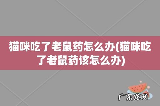 猫咪吃了老鼠药该怎么办 猫咪吃了老鼠药怎么办
