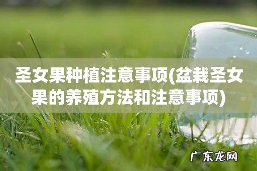 盆栽圣女果的养殖方法和注意事项 圣女果种植注意事项