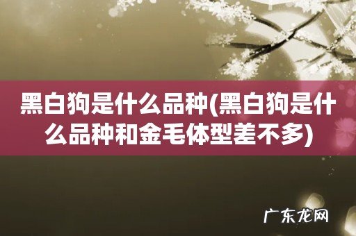 黑白狗是什么品种和金毛体型差不多 黑白狗是什么品种