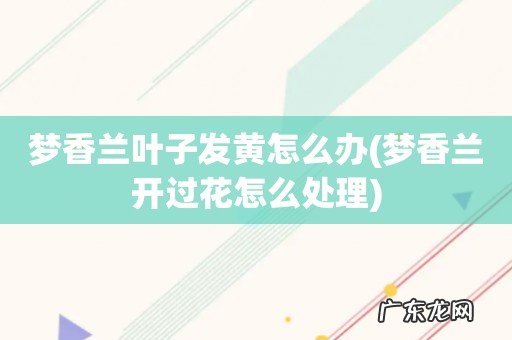 梦香兰开过花怎么处理 梦香兰叶子发黄怎么办