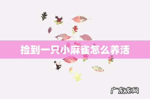 捡到一只小麻雀怎么养活