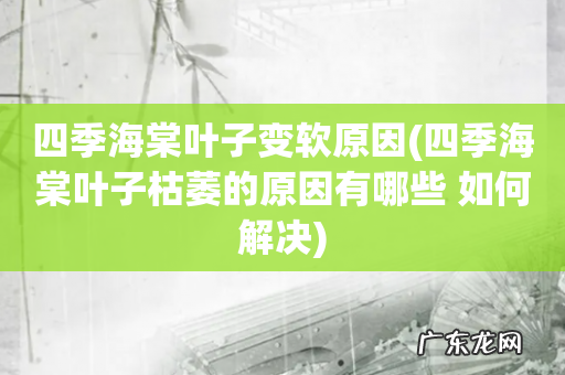 四季海棠叶子枯萎的原因有哪些 如何解决 四季海棠叶子变软原因