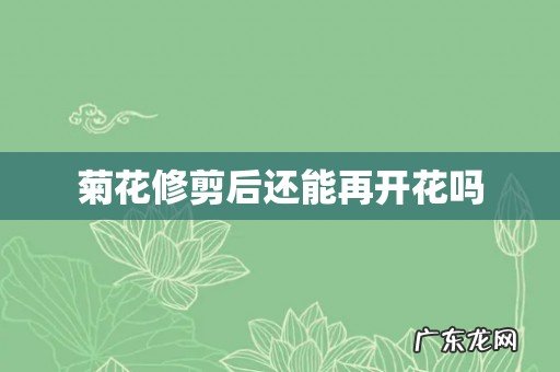 菊花修剪后还能再开花吗