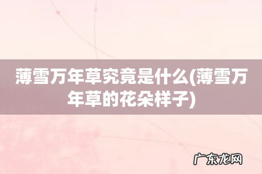 薄雪万年草的花朵样子 薄雪万年草究竟是什么
