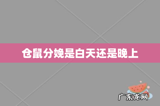 仓鼠分娩是白天还是晚上