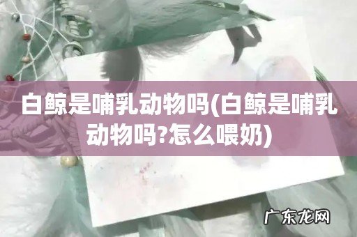 白鲸是哺乳动物吗?怎么喂奶 白鲸是哺乳动物吗