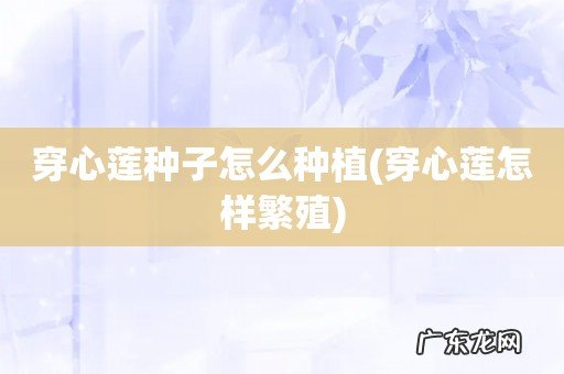 穿心莲怎样繁殖 穿心莲种子怎么种植