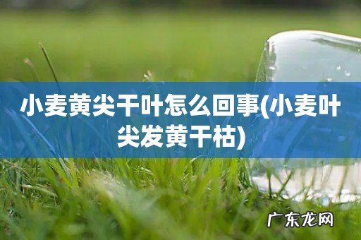 小麦叶尖发黄干枯 小麦黄尖干叶怎么回事