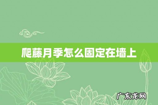 爬藤月季怎么固定在墙上