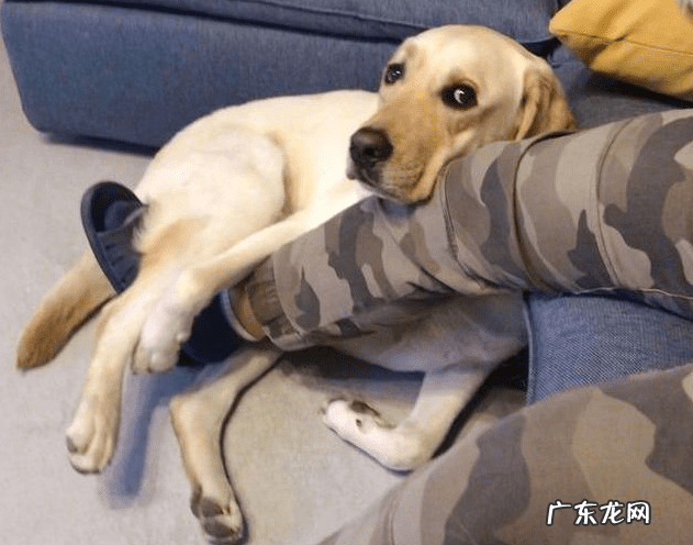 骂人是狗的成语 打鸡骂狗什么意思