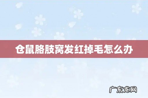 仓鼠胳肢窝发红掉毛怎么办