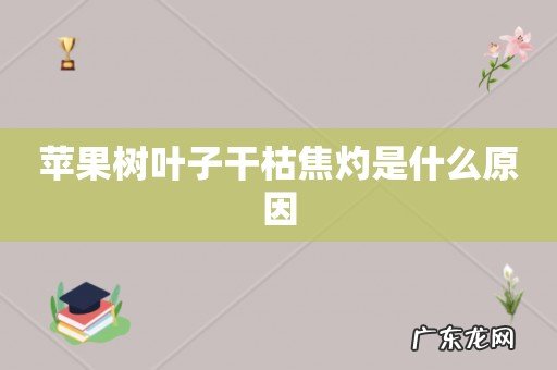 苹果树叶子干枯焦灼是什么原因