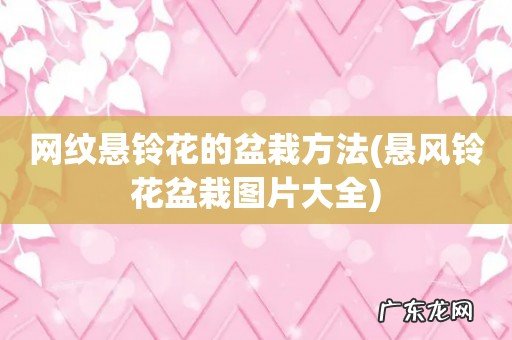 悬风铃花盆栽图片大全 网纹悬铃花的盆栽方法