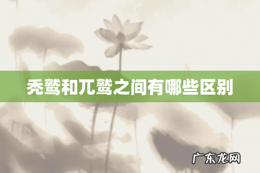 秃鹫和兀鹫之间有哪些区别