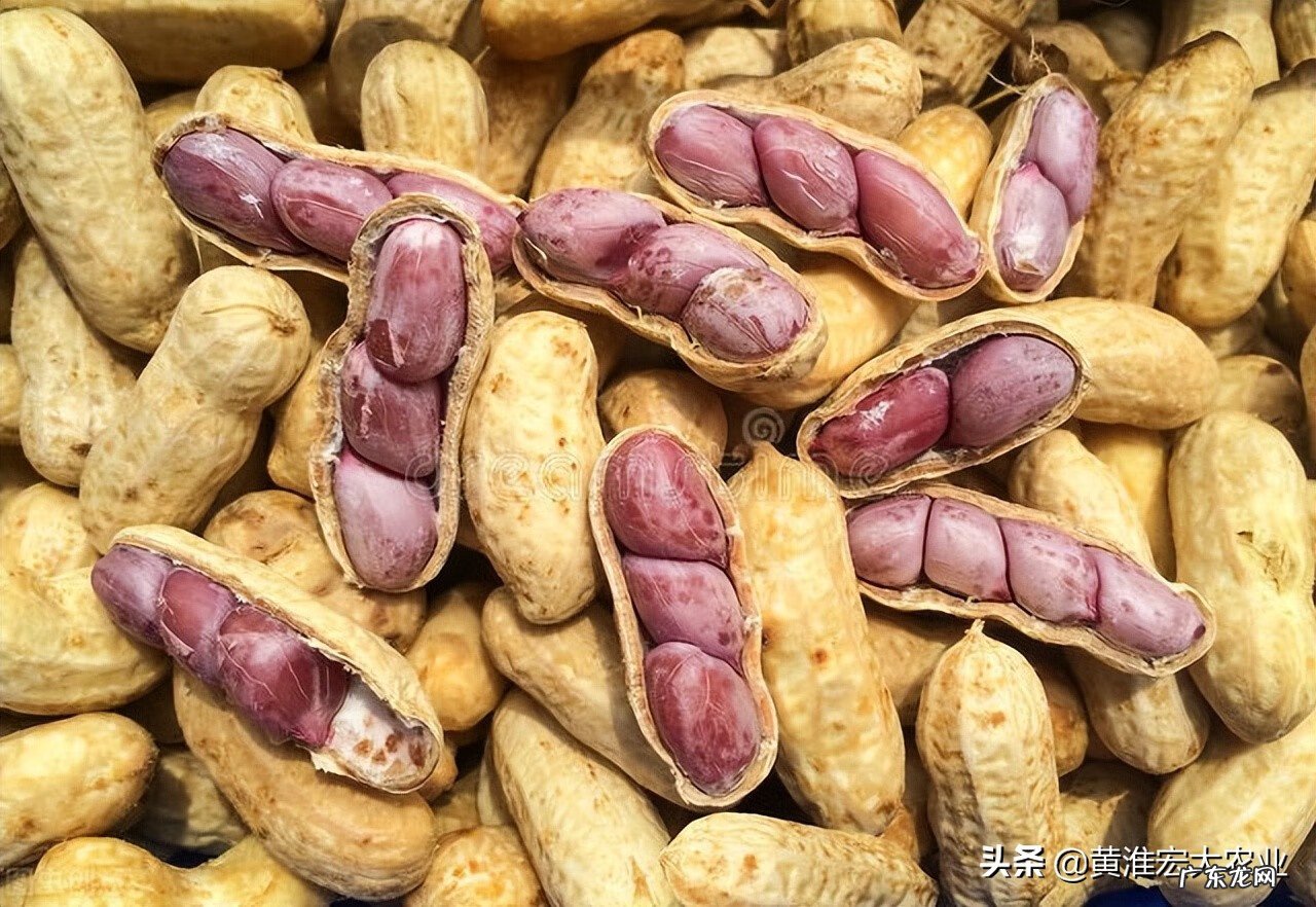 山东花生米现在什么价格 山东花生米最新价格行情