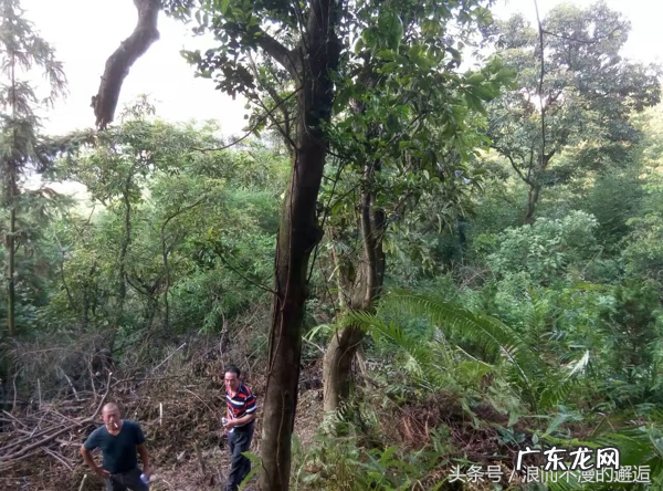 陈平水平如何 陈老师讲风水:实地讲解