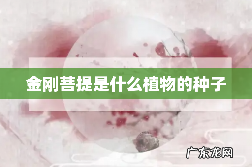 金刚菩提是什么植物的种子