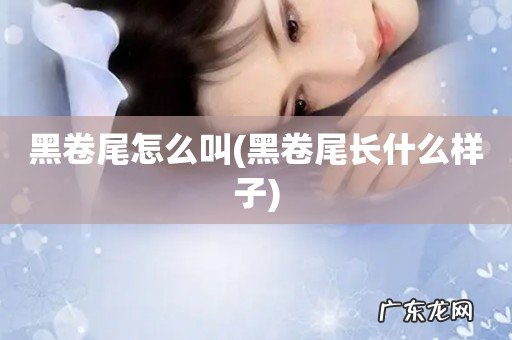 黑卷尾长什么样子 黑卷尾怎么叫