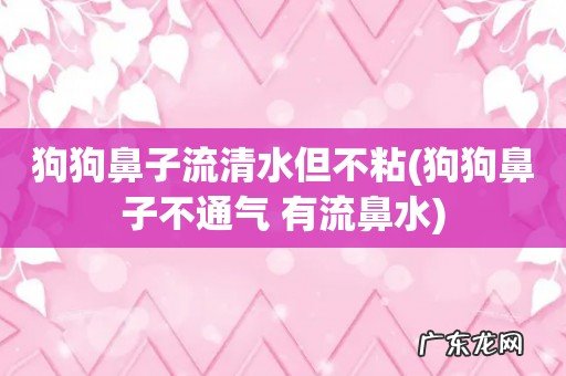 狗狗鼻子不通气 有流鼻水 狗狗鼻子流清水但不粘