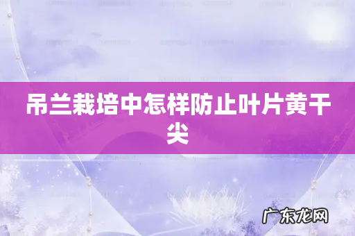 吊兰栽培中怎样防止叶片黄干尖