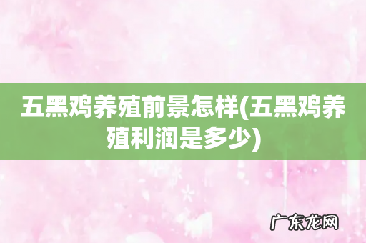 五黑鸡养殖利润是多少 五黑鸡养殖前景怎样