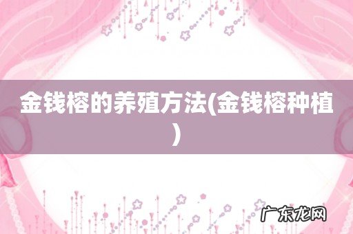 金钱榕种植 金钱榕的养殖方法