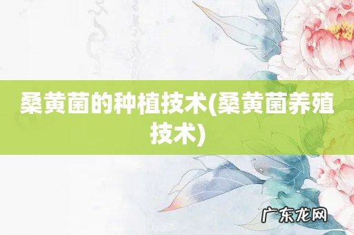 桑黄菌养殖技术 桑黄菌的种植技术