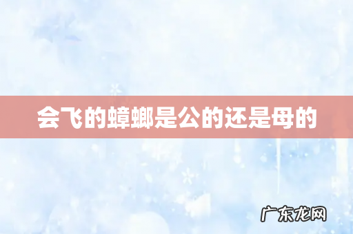 会飞的蟑螂是公的还是母的