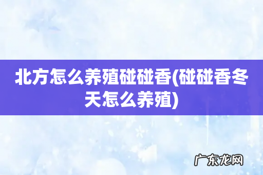 碰碰香冬天怎么养殖 北方怎么养殖碰碰香