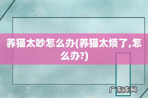 养猫太烦了,怎么办? 养猫太吵怎么办