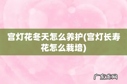宫灯长寿花怎么栽培 宫灯花冬天怎么养护