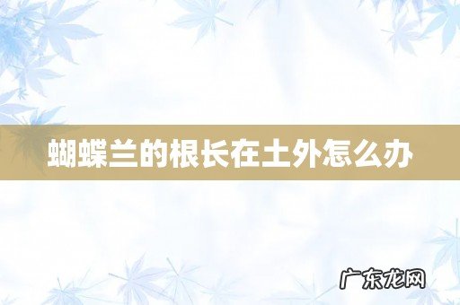 蝴蝶兰的根长在土外怎么办