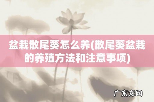 散尾葵盆栽的养殖方法和注意事项 盆栽散尾葵怎么养