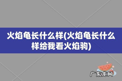 火焰龟长什么样给我看火焰驹 火焰龟长什么样